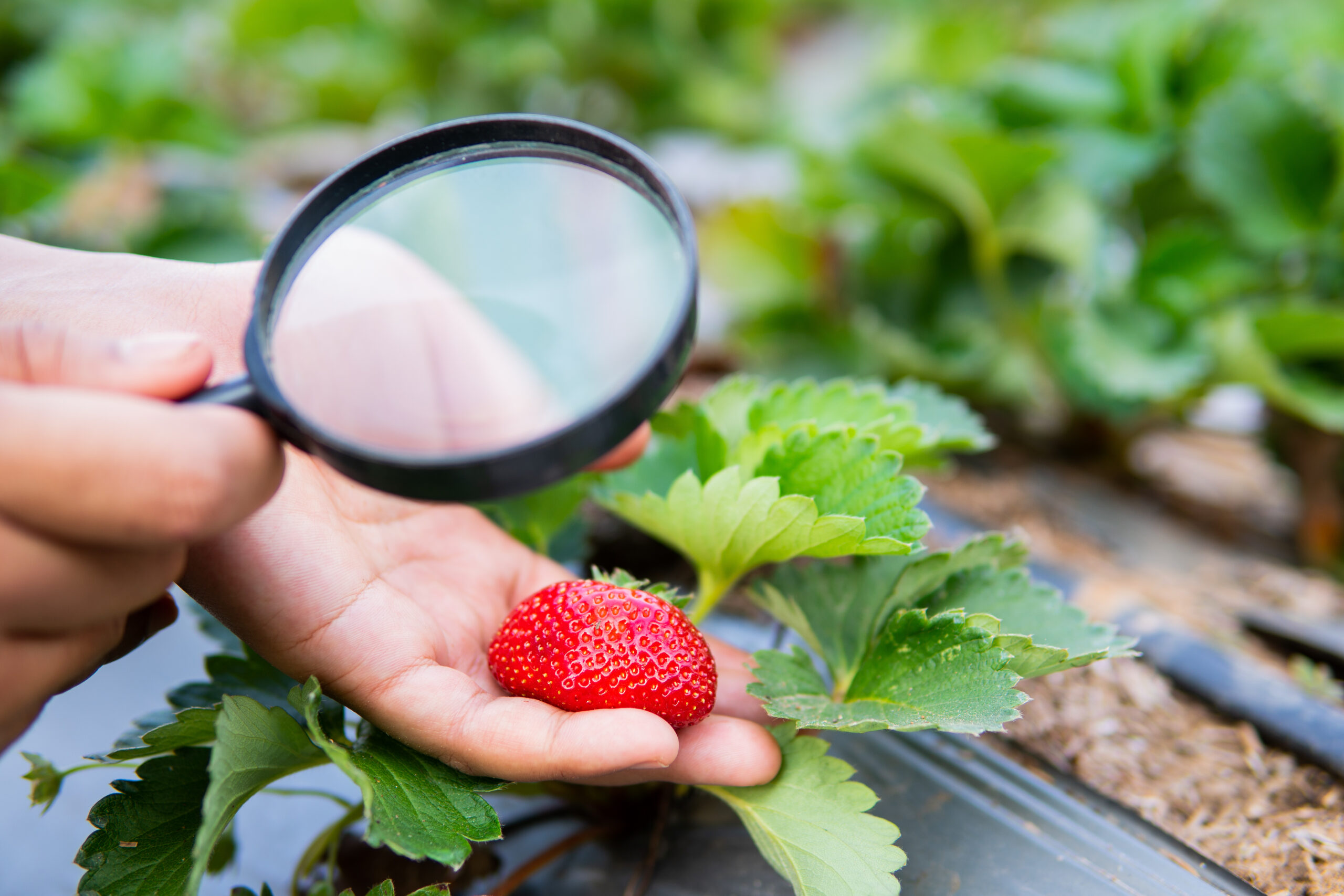 Female,Hand,Holding,Magnifying,Glass,Checking,Strawberry,Plant,In,Organic